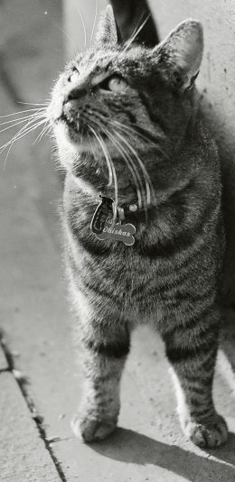 [2436x1125]喵星人 猫咪 宠物 黑白 苹果手机壁纸图片