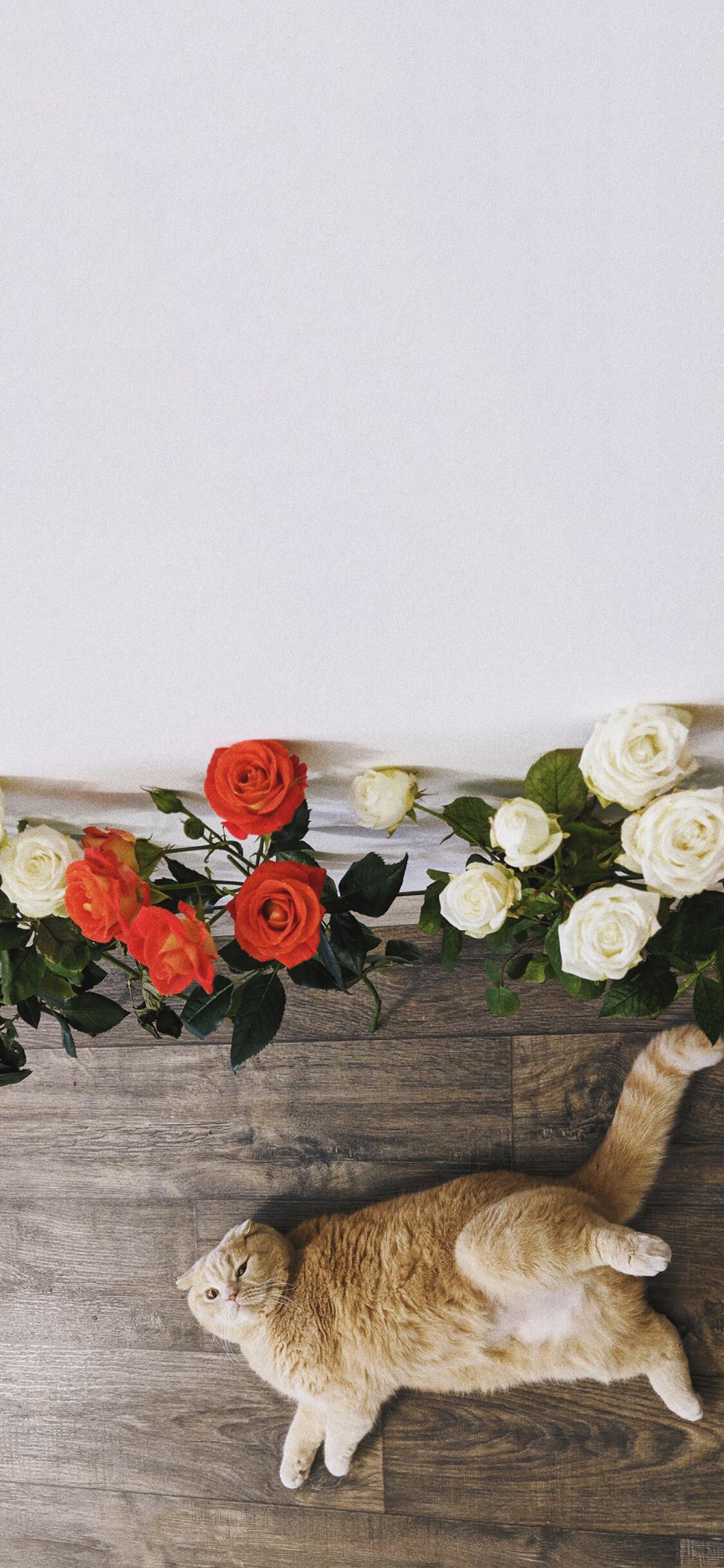 [2436×1125]喵星人 猫咪 橘猫 玫瑰花 苹果手机壁纸图片