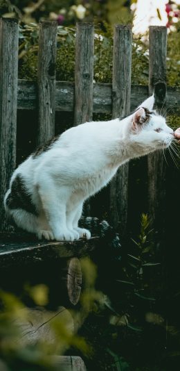 [2436x1125]喵星人 猫咪 白色 可爱 苹果手机壁纸图片