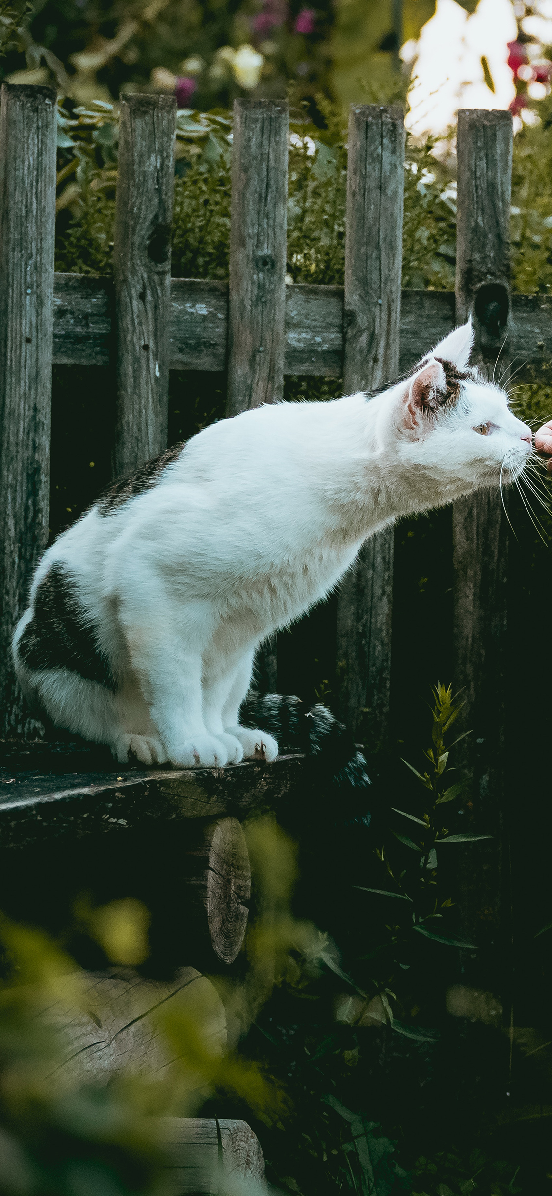 [2436×1125]喵星人 猫咪 白色 可爱 苹果手机壁纸图片