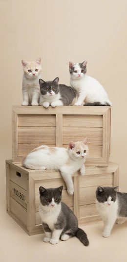 [2436x1125]喵星人 猫咪 群 宠物 可爱 苹果手机壁纸图片