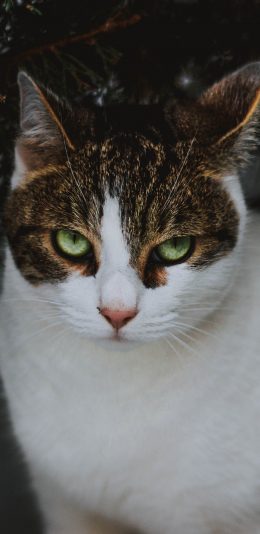 [2436x1125]喵星人 猫咪 花猫 宠物 苹果手机壁纸图片