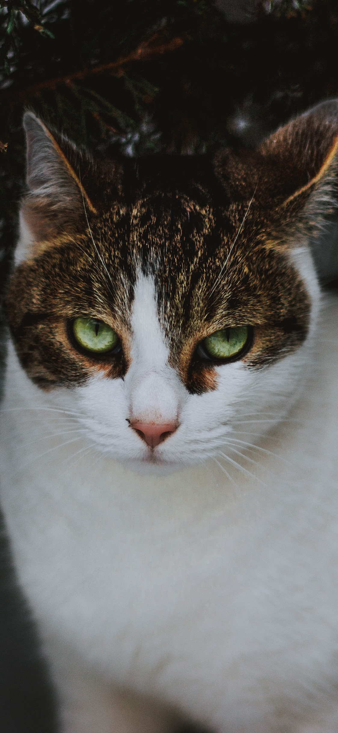 [2436×1125]喵星人 猫咪 花猫 宠物 苹果手机壁纸图片