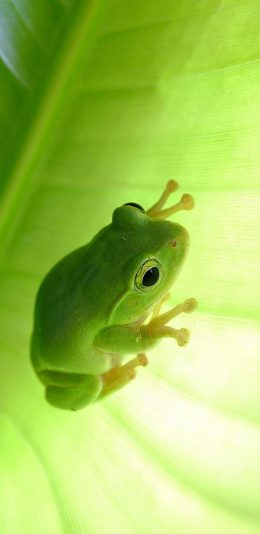 [2436x1125]四肢 青蛙 绿色 苹果手机壁纸图片