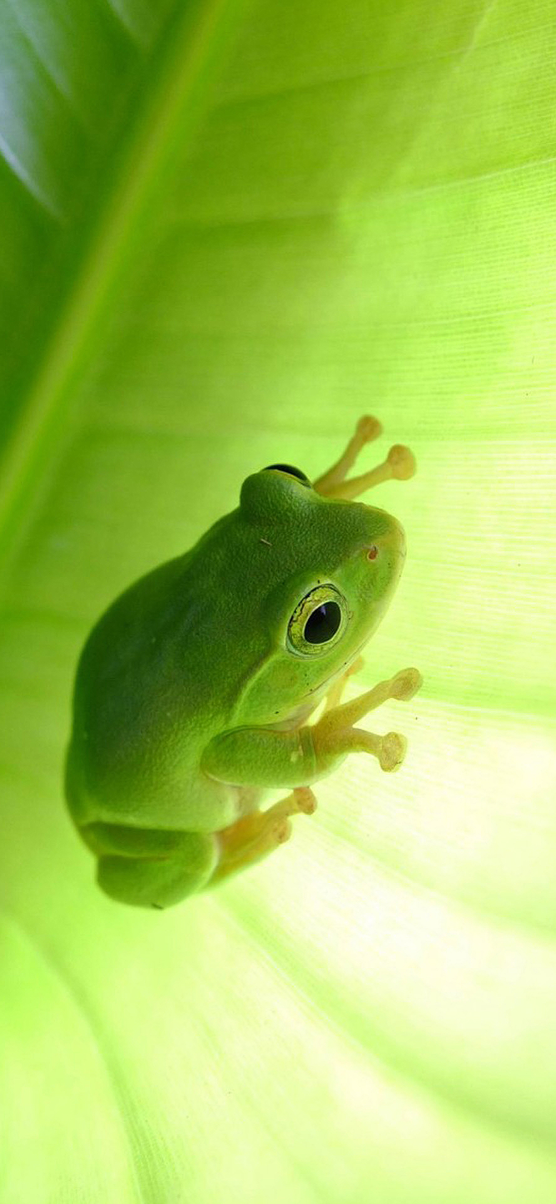 [2436×1125]四肢 青蛙 绿色 苹果手机壁纸图片