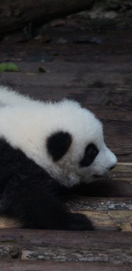 [2436x1125]国宝 熊猫 幼仔 可爱 苹果手机壁纸图片