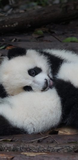 [2436x1125]国宝 熊猫 幼仔 嬉戏 苹果手机壁纸图片