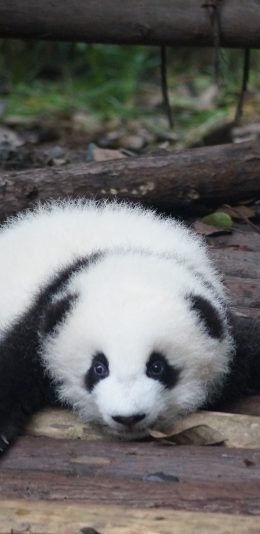 [2436x1125]国宝 熊猫 幼仔 趴着 黑白 可爱 苹果手机壁纸图片