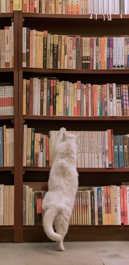 [2436x1125]图书馆 书架 猫咪 背影 白色 苹果手机壁纸图片