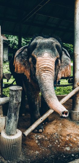 [2436x1125]圈养 大象 庞大 长鼻子 苹果手机壁纸图片