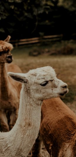 [2436x1125]圈养 羊驼 白色 呆萌 草泥马 苹果手机壁纸图片