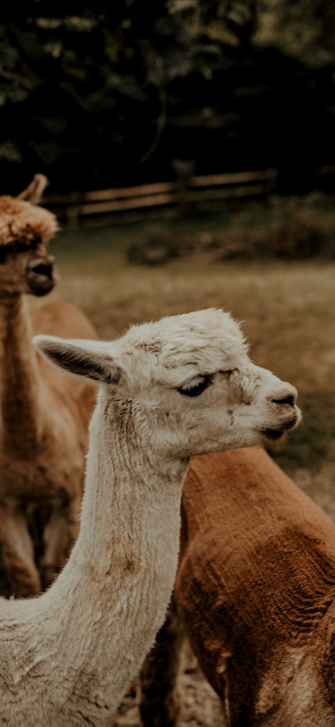 [2436×1125]圈养 羊驼 白色 呆萌 草泥马 苹果手机壁纸图片