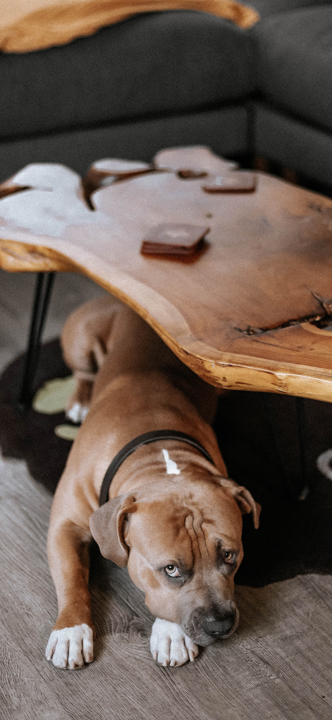 [2436×1125]土佐犬 木桌 家居 家具 苹果手机壁纸图片