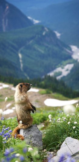 [2436x1125]土拔鼠 野外 高原 鼬鼠 苹果手机壁纸图片