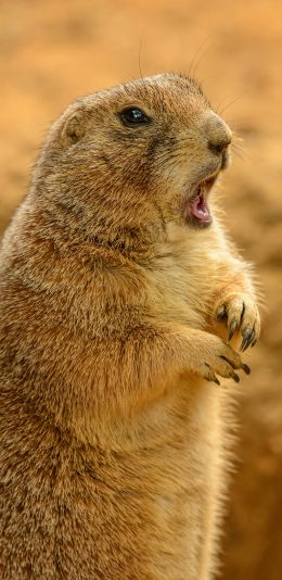 [2436x1125]土拨鼠 山里 张嘴 野生 苹果手机壁纸图片