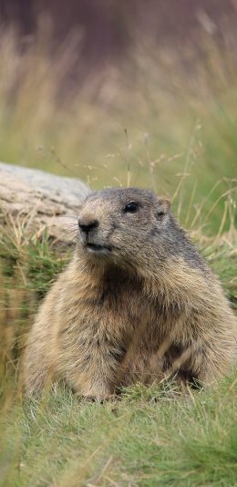 [2436x1125]土拨鼠 旱濑 户外 草地 苹果手机壁纸图片