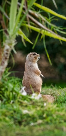 [2436x1125]土拨鼠 黄鼠 草地 打洞 苹果手机壁纸图片