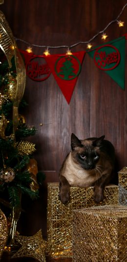 [2436x1125]圣诞节装饰 礼物 暹罗猫 宠物猫 苹果手机壁纸图片