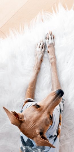 [2436x1125]地毯 宠物狗 汪星人 趴着 苹果手机壁纸图片