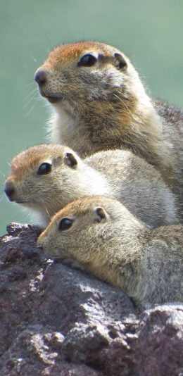 [2436x1125]地鼠  啮齿动物 石头 毛发 苹果手机壁纸图片