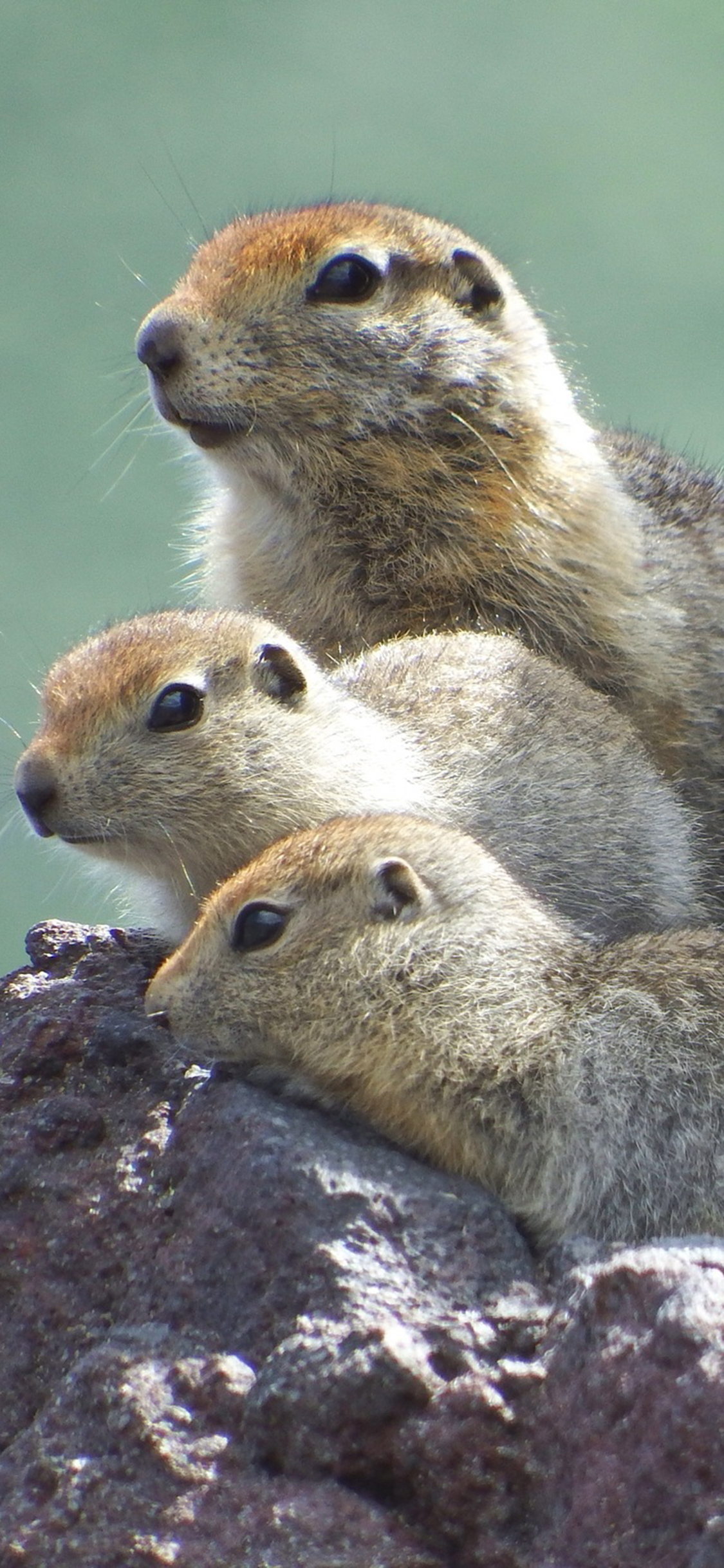 [2436×1125]地鼠  啮齿动物 石头 毛发 苹果手机壁纸图片