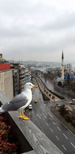 [2436x1125]城市 街道 鸽子 羽毛 和平 苹果手机壁纸图片