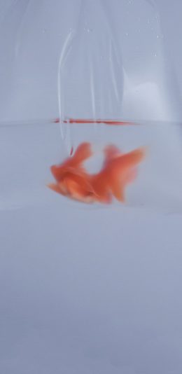 [2436x1125]塑料袋 金鱼 模糊 水 苹果手机壁纸图片