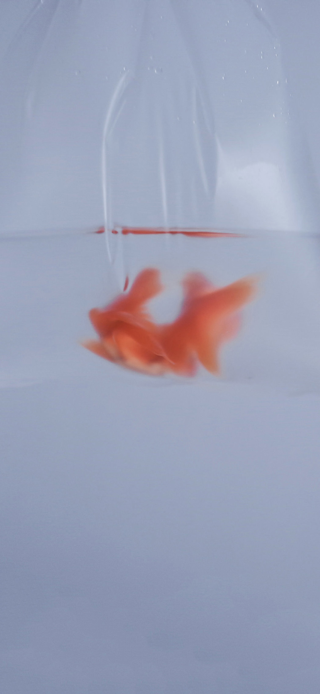 [2436×1125]塑料袋 金鱼 模糊 水 苹果手机壁纸图片