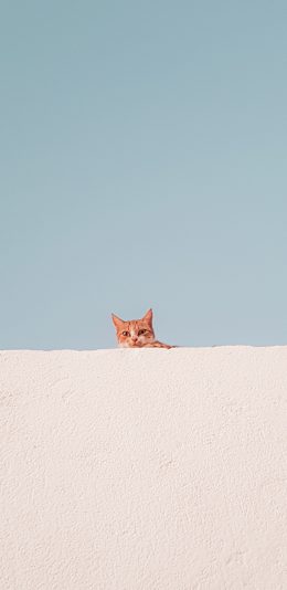 [2436x1125]墙壁 蓝天 橘猫 猫咪 幼崽 苹果手机壁纸图片