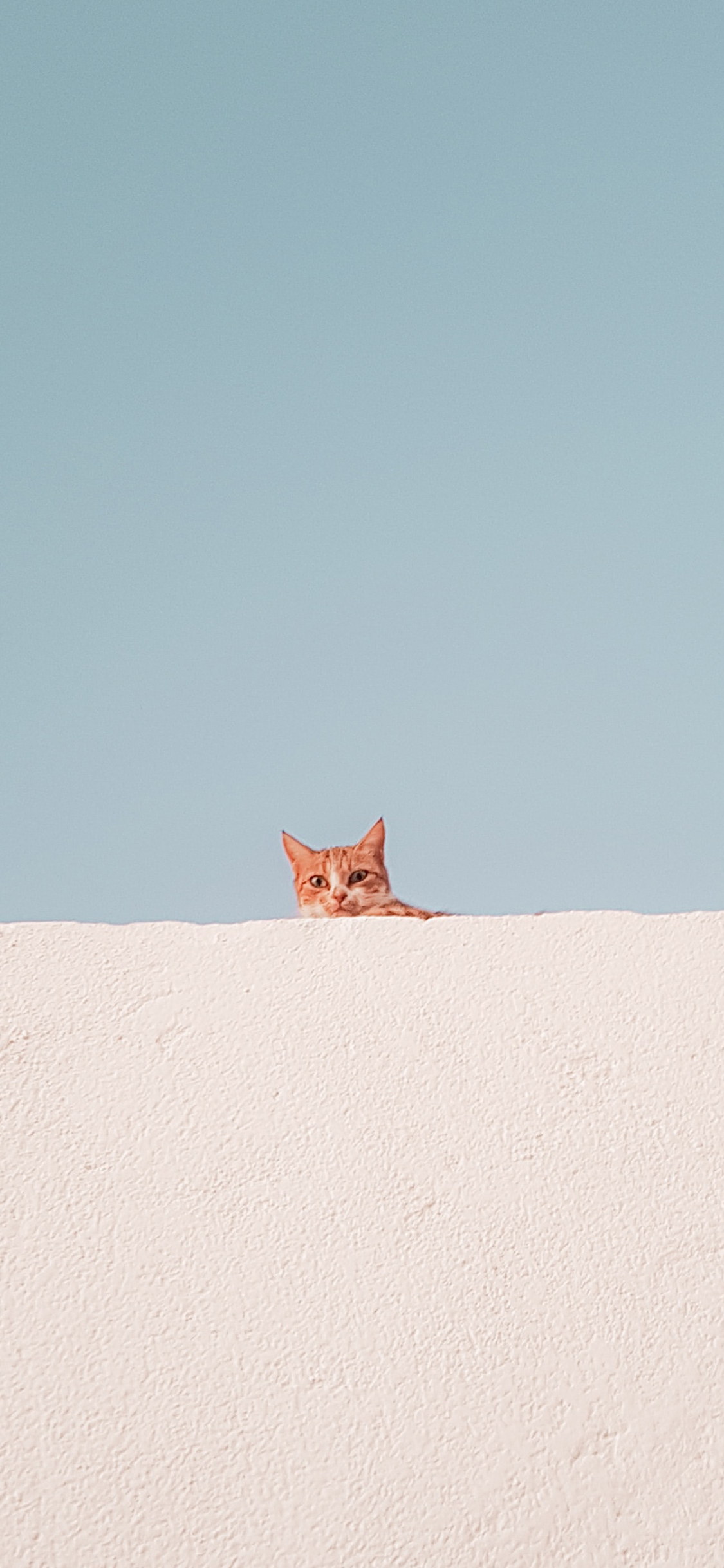 [2436×1125]墙壁 蓝天 橘猫 猫咪 幼崽 苹果手机壁纸图片