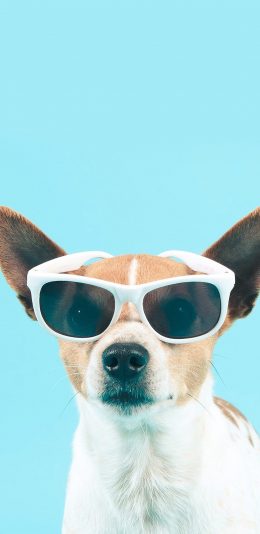 [2436x1125]墨镜狗狗 汪星人 搞笑 萌宠 可爱 苹果手机壁纸图片