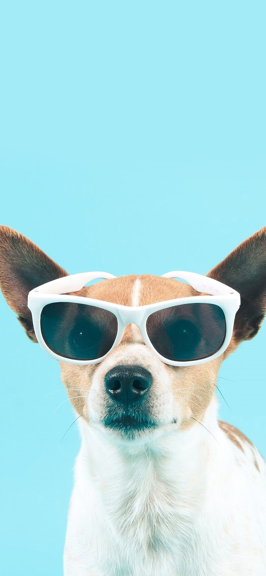 [2436×1125]墨镜狗狗 汪星人 搞笑 萌宠 可爱 苹果手机壁纸图片