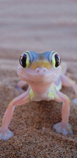 [2436x1125]壁虎 爬行动物 大眼睛 苹果手机壁纸图片