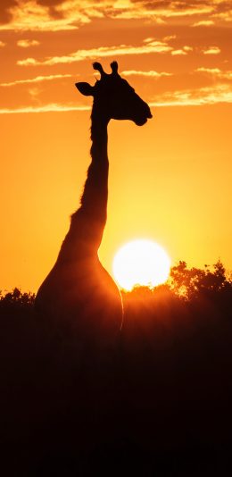 [2436x1125]夕阳 树木 长颈鹿 长脖子 苹果手机壁纸图片