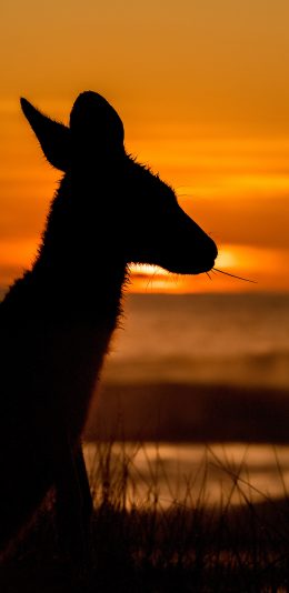 [2436x1125]夕阳 落日 红霞 袋鼠 逆光 苹果手机壁纸图片