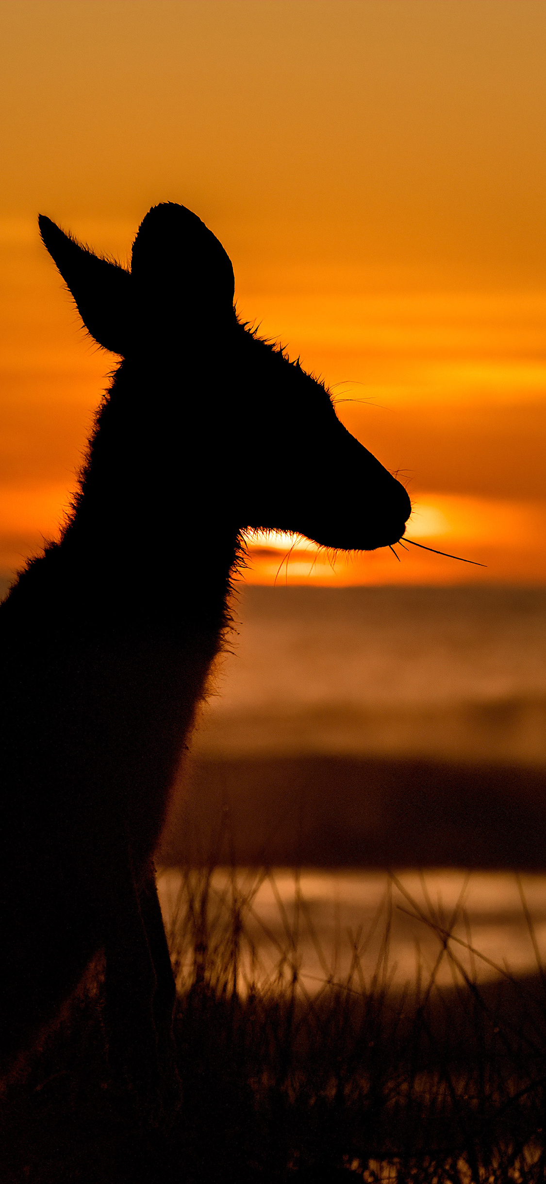 [2436×1125]夕阳 落日 红霞 袋鼠 逆光 苹果手机壁纸图片