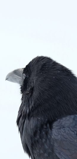 [2436x1125]大地雀 鸟 羽毛 尖嘴 喙 苹果手机壁纸图片