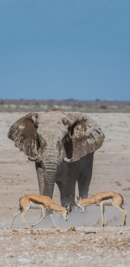 [2436x1125]大型动物 大象 羚羊 打架 苹果手机壁纸图片