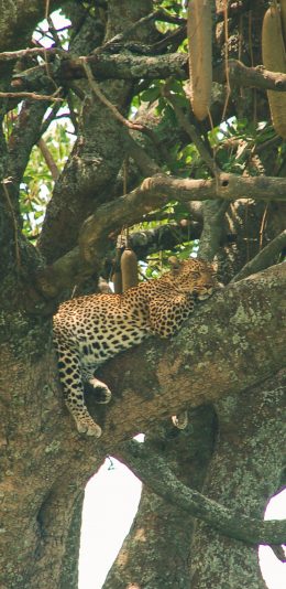 [2436x1125]大树 猎豹 休憩 树干 苹果手机壁纸图片