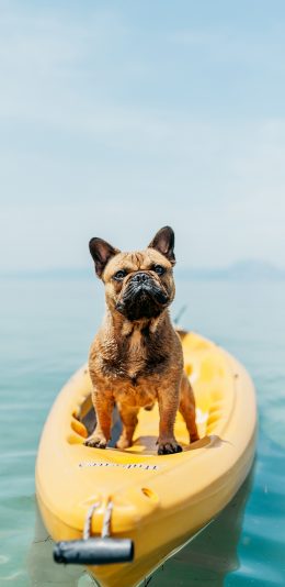 [2436x1125]大海 小艇 宠物狗 法斗犬 苹果手机壁纸图片