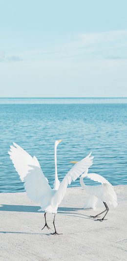 [2436x1125]大海 岸边 白鹤 仙鹤 展翅 苹果手机壁纸图片