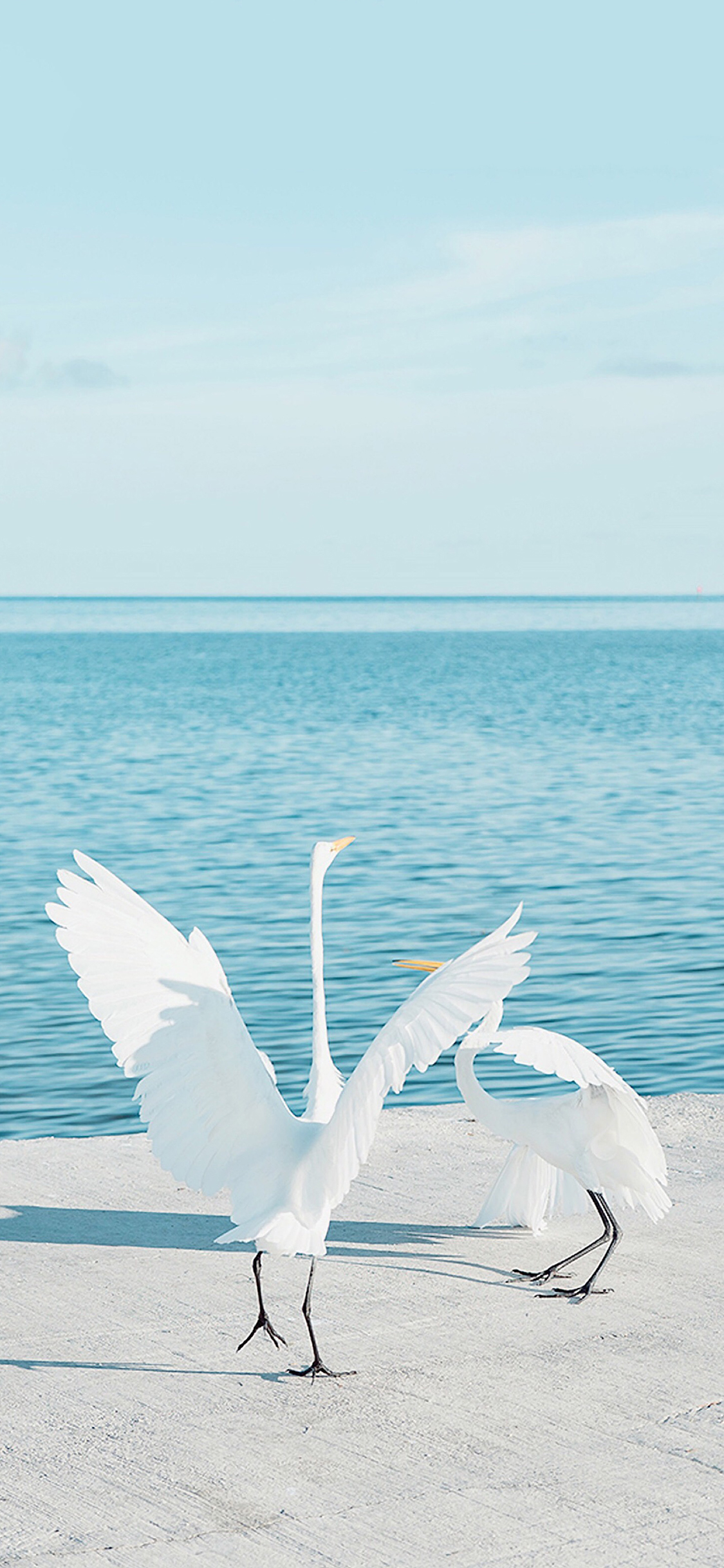 [2436×1125]大海 岸边 白鹤 仙鹤 展翅 苹果手机壁纸图片