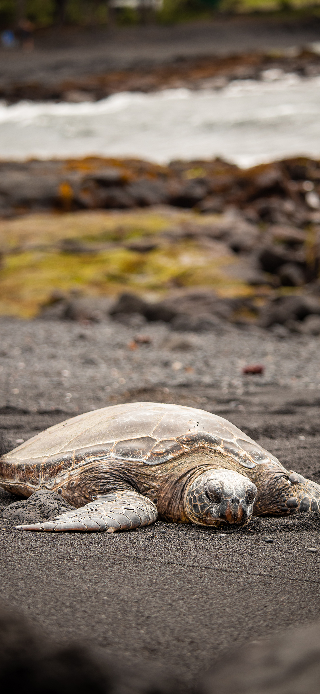 [2436×1125]大海 沙滩 两栖动物 海龟 苹果手机壁纸图片