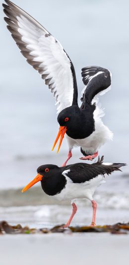 [2436x1125]大海 沙滩 海鸟 展翅 苹果手机壁纸图片
