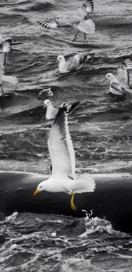 [2436x1125]大海 浪花 海鸥 捕鱼 苹果手机壁纸图片