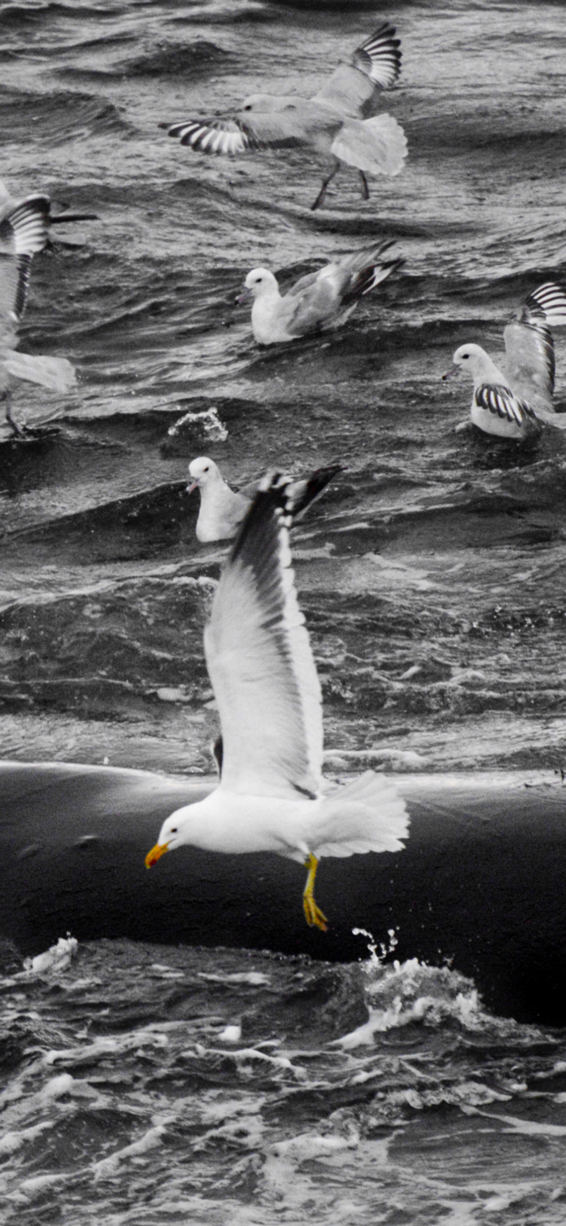 [2436×1125]大海 浪花 海鸥 捕鱼 苹果手机壁纸图片