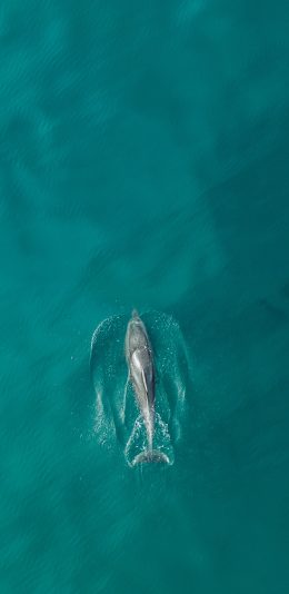 [2436x1125]大海 海洋 哺乳动物 海豚 苹果手机壁纸图片