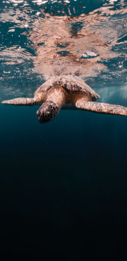 [2436x1125]大海 海洋生物 海龟 两栖动物 苹果手机壁纸图片