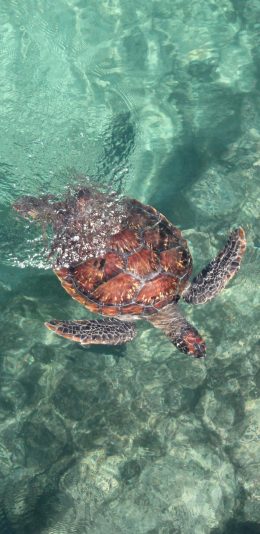 [2436x1125]大海 海洋生物 海龟 游水 苹果手机壁纸图片