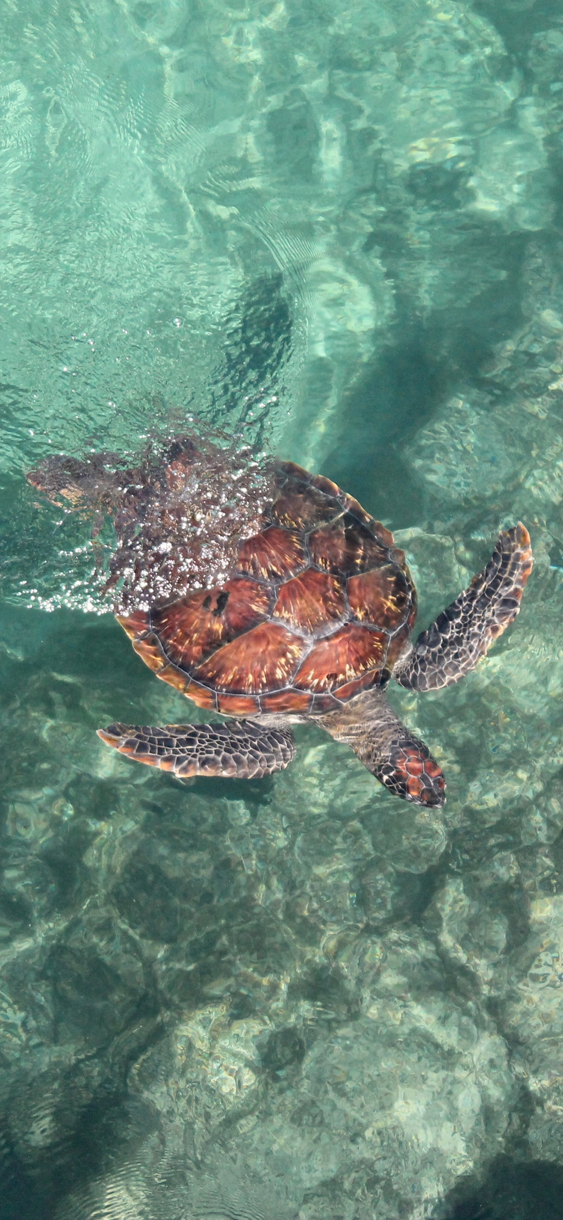 [2436×1125]大海 海洋生物 海龟 游水 苹果手机壁纸图片